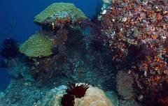 Raja Ampat 2016 - Corail - IMG_4912_rc